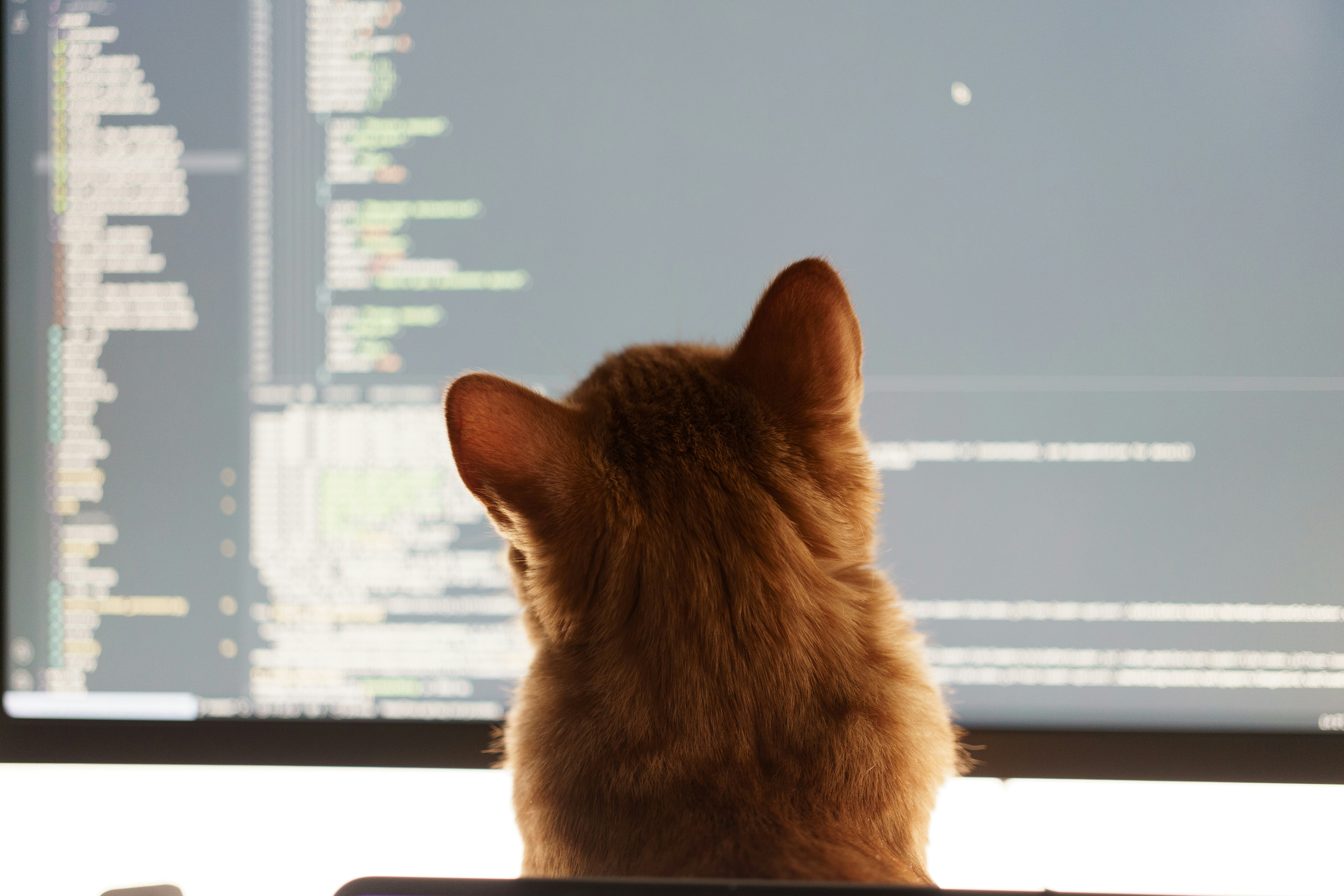 Cat looking at a monitor with code