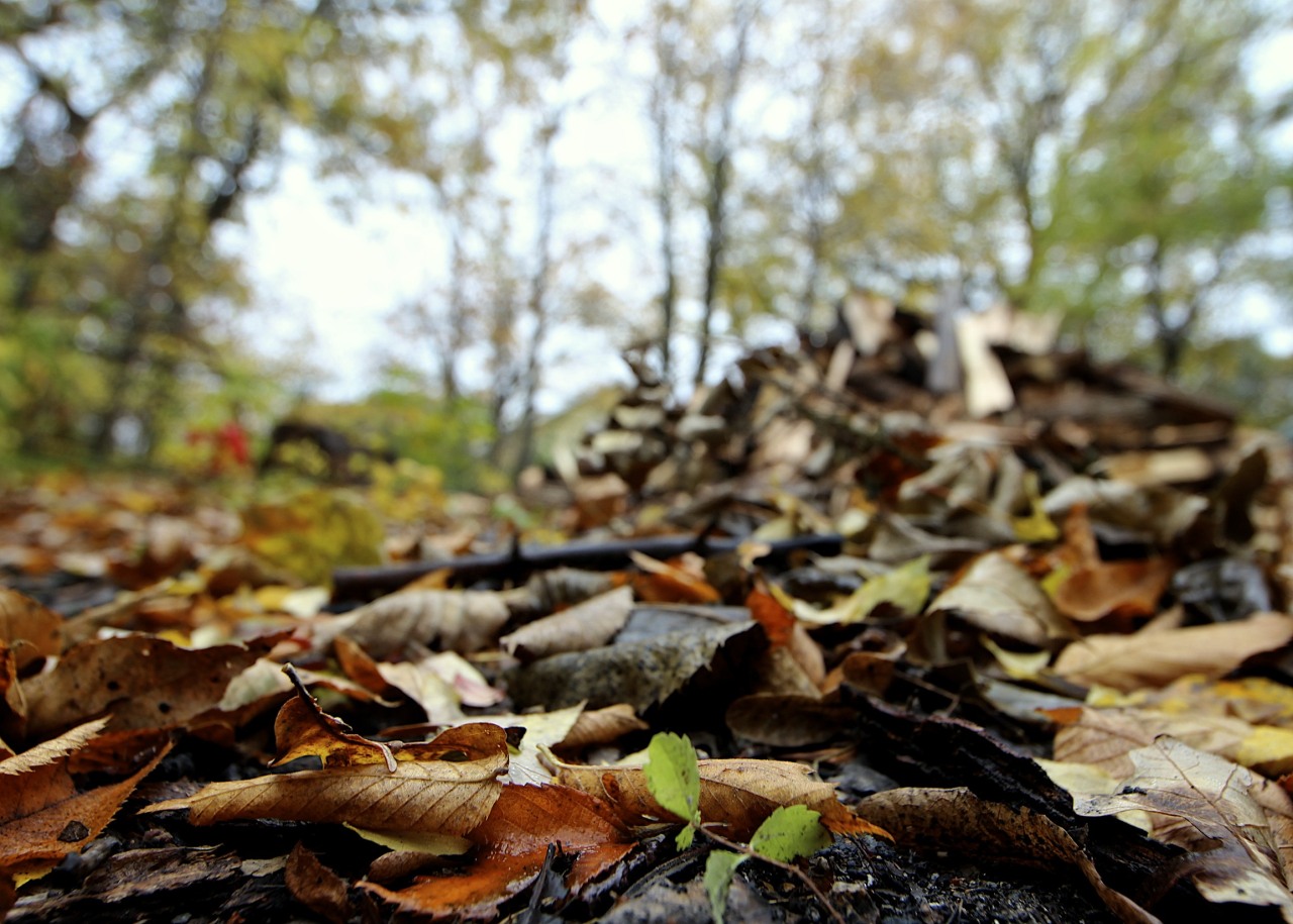 Fall in Ottertail County