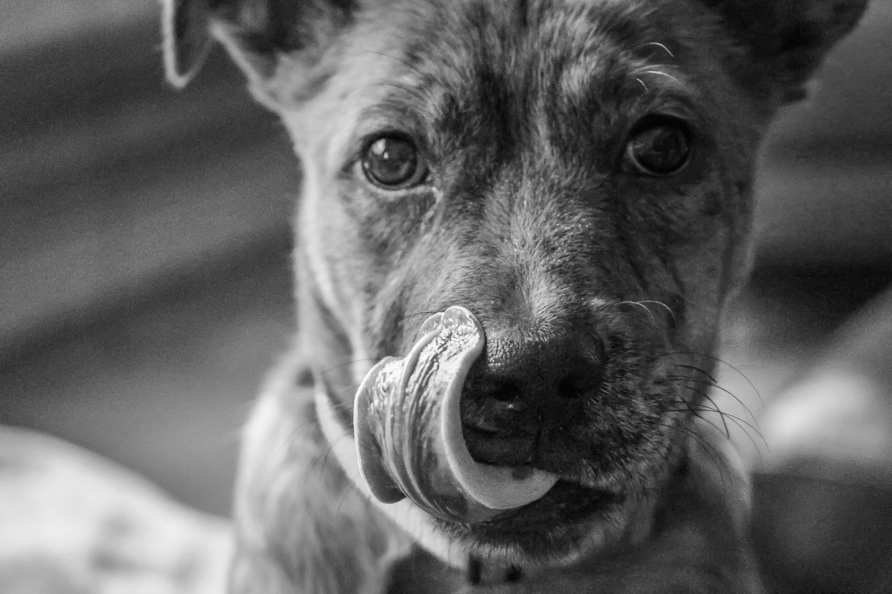 This is my dog’s stupid face. When I say stupid