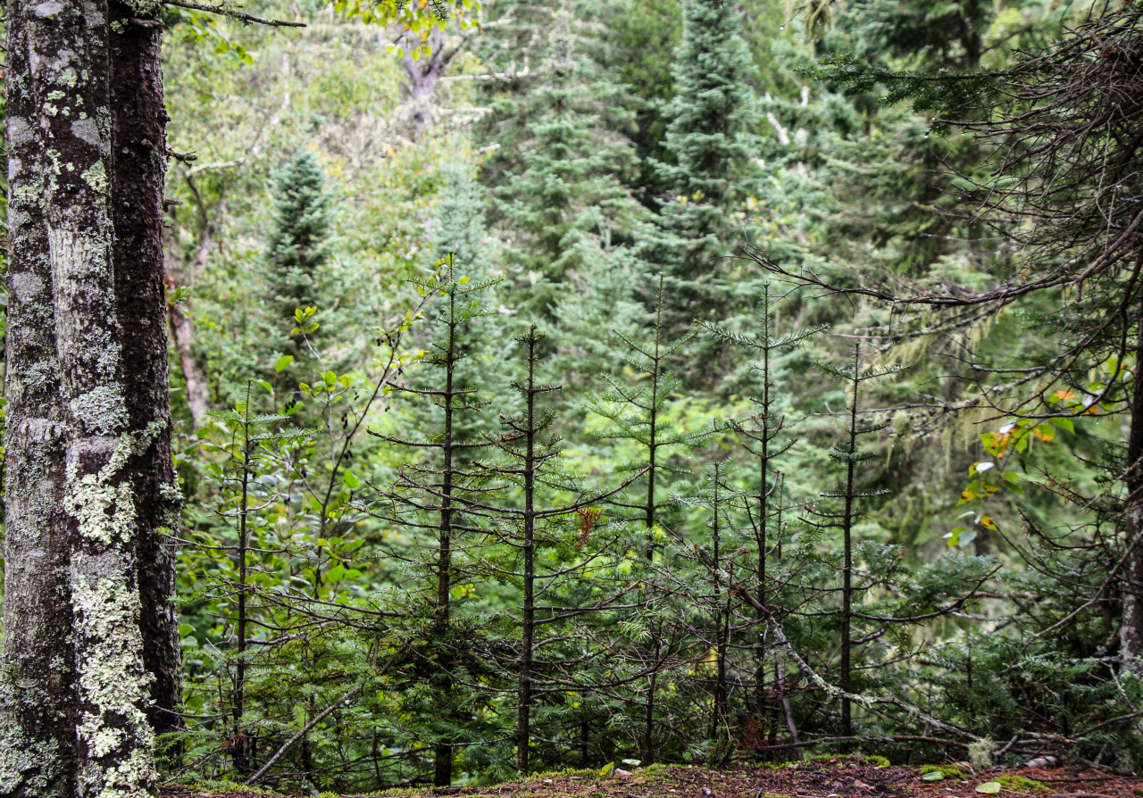 Minnesota north shore