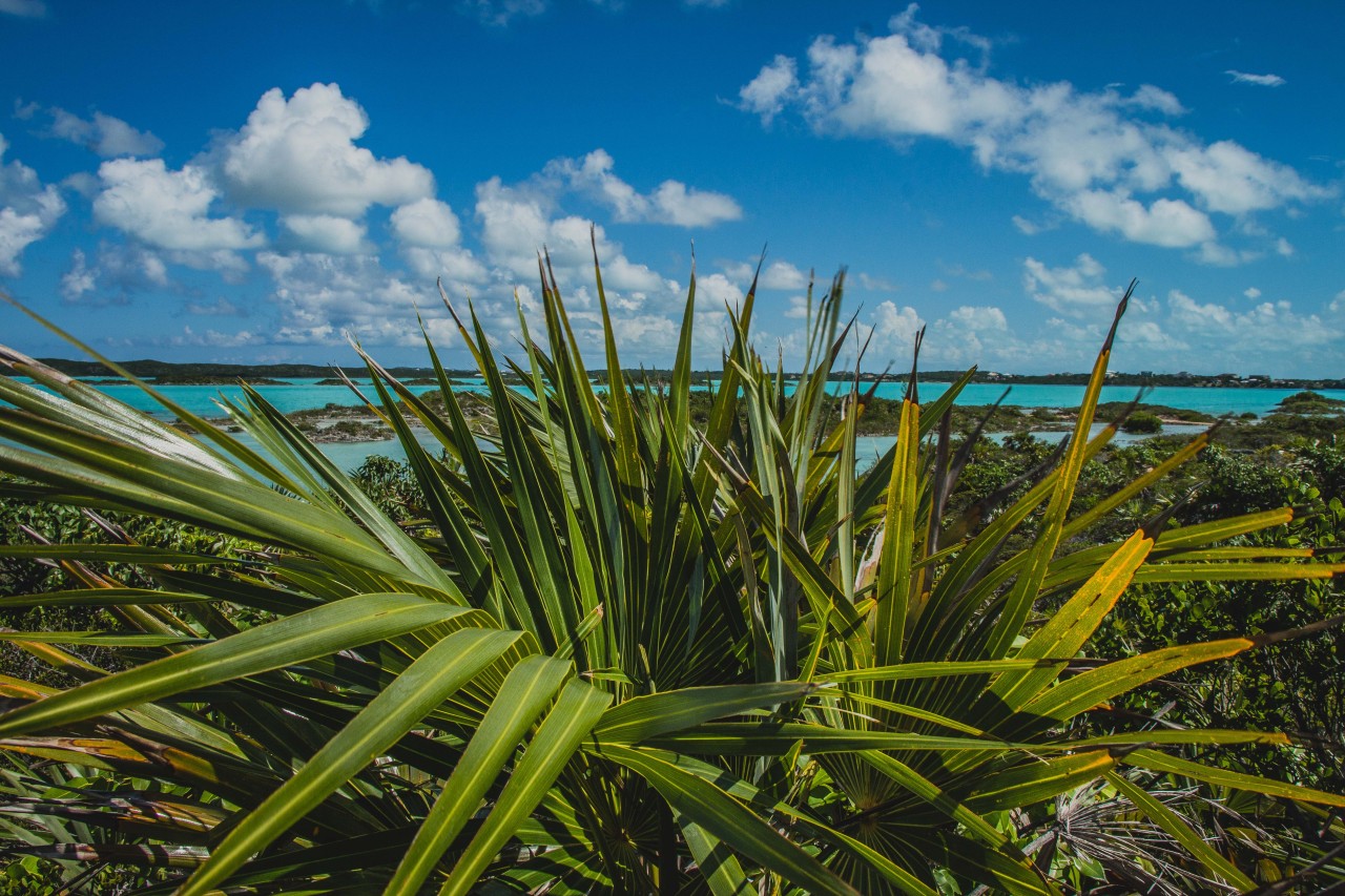 Some pics from our 10 days in the Turks & Caicos islands.