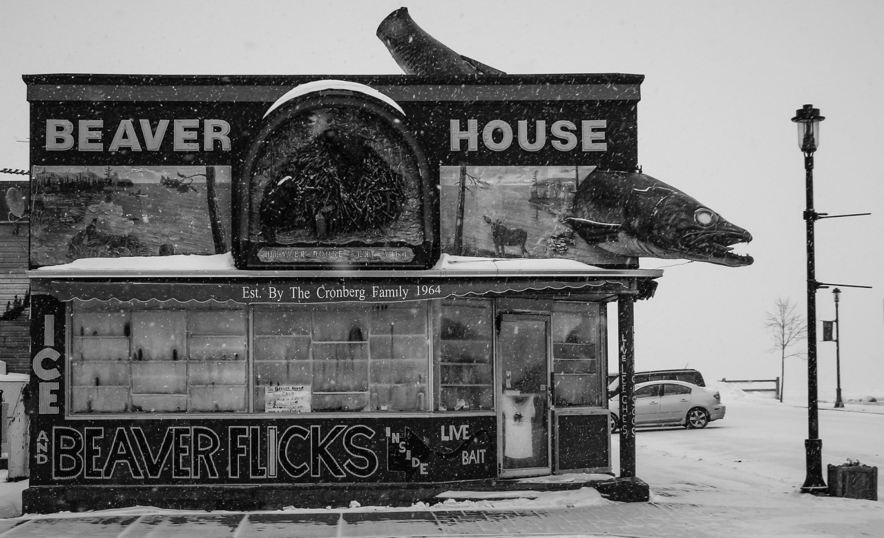 Beaver flicks and live bait