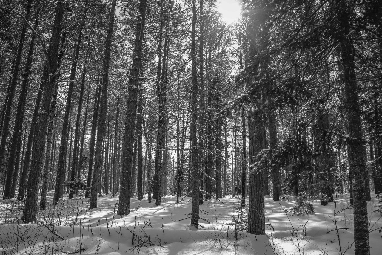 Washington Pines off the Gunflint trail